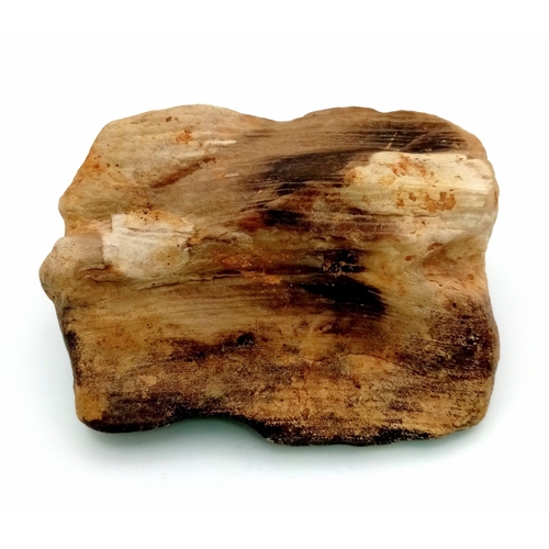 616 - AN ANCIENT PIECE OF RARE JAPANESE FOSSILIZED CEDAR WOOD,  8 X 6cms