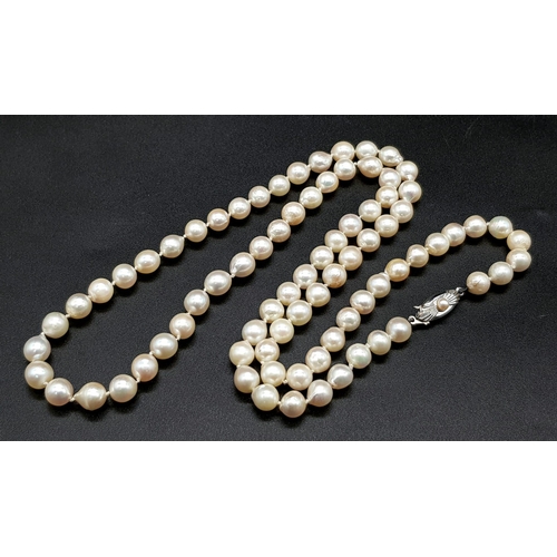 914 - A Cultured Freshwater Pearl Necklace with a Silver Clasp. 66cm. 7/8mm pearls.