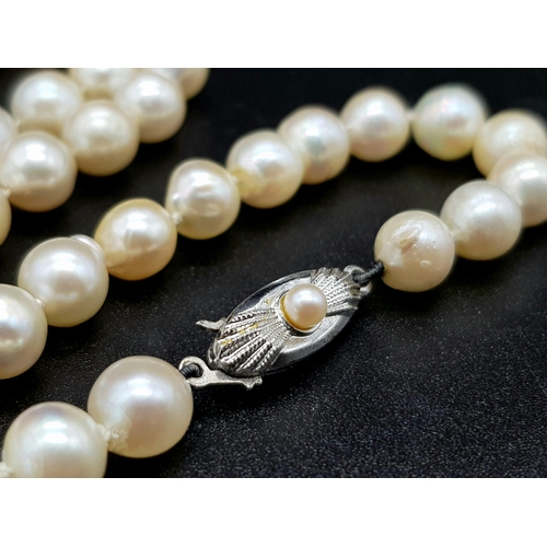 914 - A Cultured Freshwater Pearl Necklace with a Silver Clasp. 66cm. 7/8mm pearls.