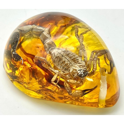 1479 - Imagine Being Stung by this Scorpion! Fear not, as the amber coloured resin will protect you. Pendan... 