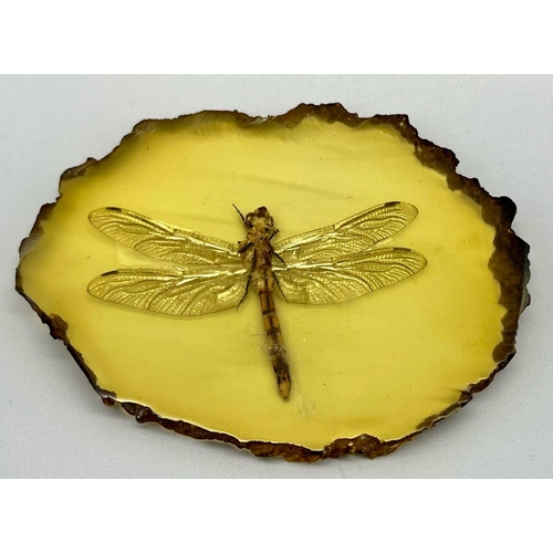 487 - A Large Dragonfly in a Slice of Amber Coloured Resin. 11cm