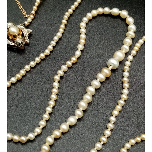 145 - An Edwardian Natural Graduated Pearl Necklace with a High-Karat Gold and Diamond Clasp. Small 9k gol... 