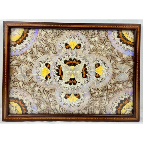 1394 - A Vintage Butterfly Wing Artwork. In frame - 39 x 54cm