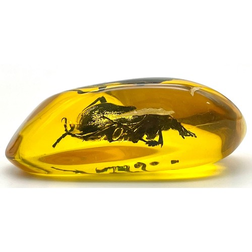 928 - A Large Green/Black Scary Looking Beetle in Amber Coloured Resin. Pendant or paperweight. 7cm