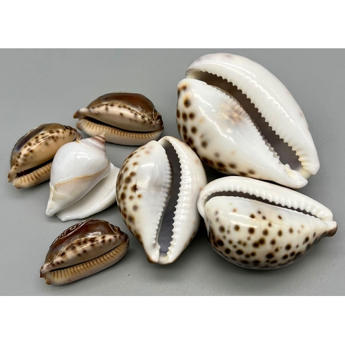 195 - A group of seven cameo shells. Beautifully carved in great detail.