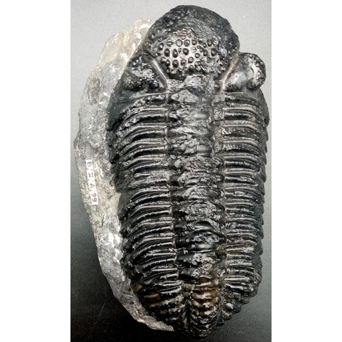 112 - A museum quality, TRILOBITE from Pennsylvania, U.S.A in limestone matrix. Species: Eldredgeops rana ... 