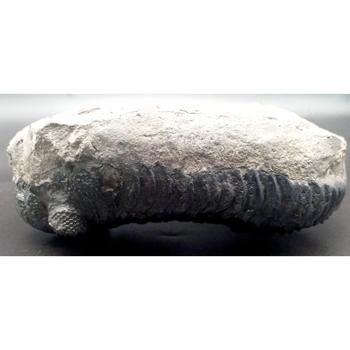 112 - A museum quality, TRILOBITE from Pennsylvania, U.S.A in limestone matrix. Species: Eldredgeops rana ... 