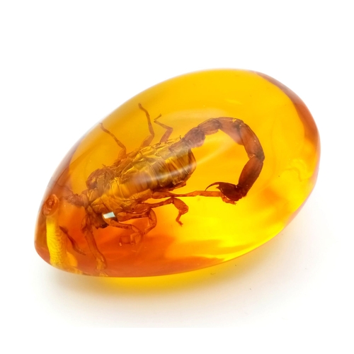 536 - Did You Hear the One About the Scorpion and the Amber-Coloured Resin? Pendant or paperweight. 6cm