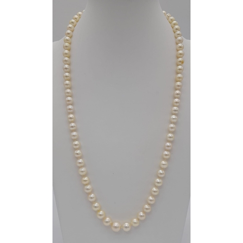 717 - A Cultured South Sea Pearl Necklace with an 18K White Gold and Emerald Clasp. 50cm