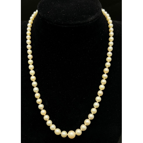 490 - A Graduated Cultured Pearl Necklace with a 9K White Gold Clasp. 44cm. Largest pearl - 8mm. Ref: 0121... 