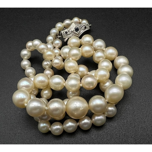 490 - A Graduated Cultured Pearl Necklace with a 9K White Gold Clasp. 44cm. Largest pearl - 8mm. Ref: 0121... 