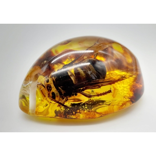 1794 - A Large Depressed Hornet in a Sea of Amber-Coloured Resin. Pendant or paperweight. 6cm