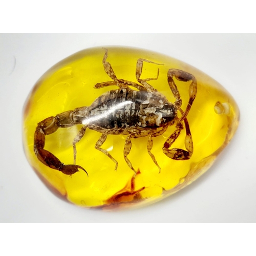 479 - You Wouldn't Want To Upset This Scorpion... Yes you would as he now resides in an amber-coloured res... 