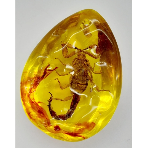 479 - You Wouldn't Want To Upset This Scorpion... Yes you would as he now resides in an amber-coloured res... 