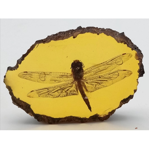 1799 - A Humongous Dragonfly Trapped in a Dimension of Amber Coloured Resin Paperweight. 10cm