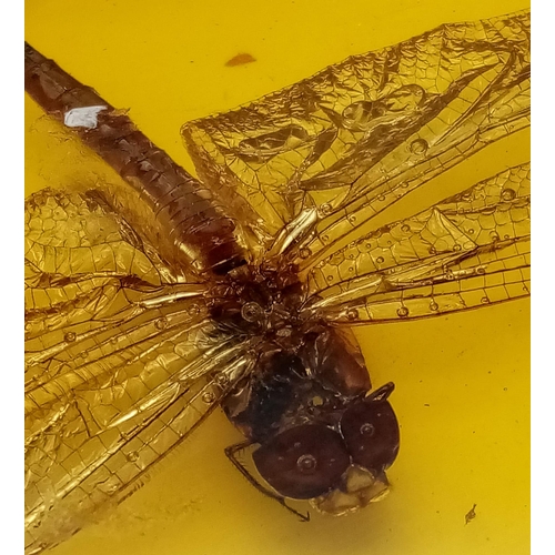 1799 - A Humongous Dragonfly Trapped in a Dimension of Amber Coloured Resin Paperweight. 10cm