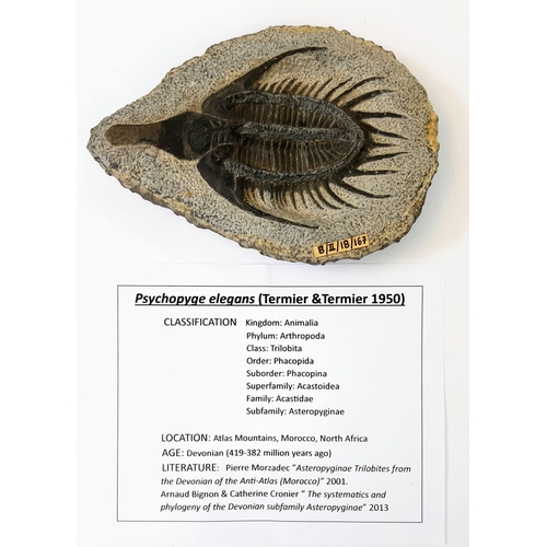 112 - A spectacular and rarely seen in such quality, Trilobite Psychopyge elgans (Ternier & Ternier 1950) ... 