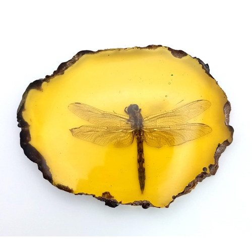 902 - Come in Humongous Dragonfly - You have Permission to Land.... In amber-coloured resin. Paperweight -... 