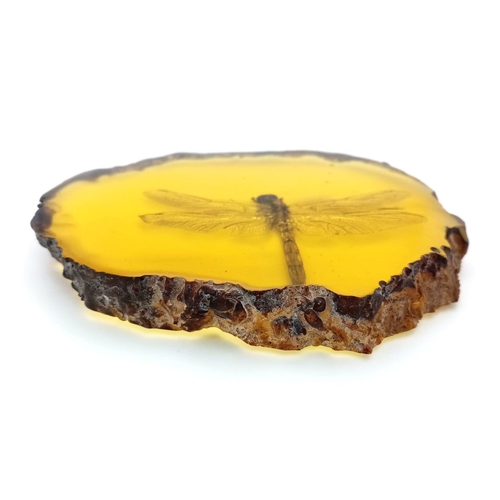 902 - Come in Humongous Dragonfly - You have Permission to Land.... In amber-coloured resin. Paperweight -... 