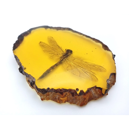 1819 - Come in Humongous Dragonfly - You have Permission to Land.... In amber-coloured resin. Paperweight -... 