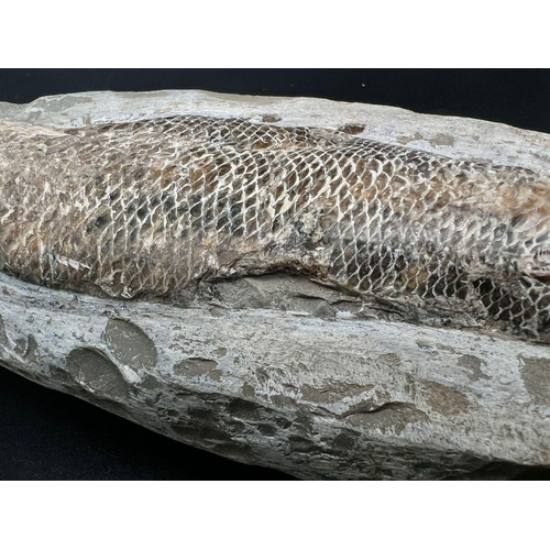 105 - A good quality fossil fish Rhacolepis buccalis (Agassiz 1841) from Brazil. A professionally prepared... 