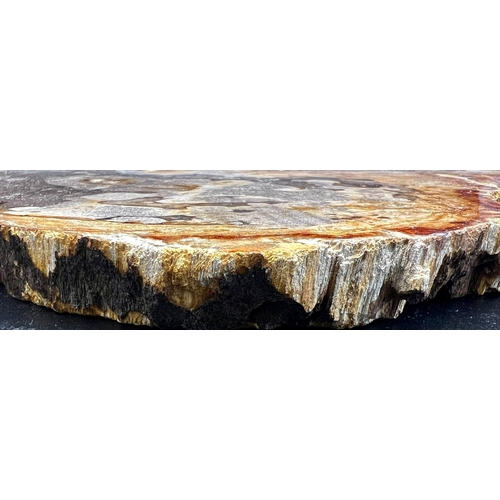 168 - An impressive, large slice of a fossil wood -possibly teak- from Eastern Java, Indonesia. Late Eocen... 