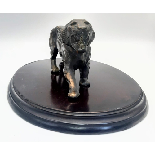 235 - A Fabulous Antique Large Bronze Figure of a Tiger - stands on a mahogany plinth -30cm. Tiger - 25cm ... 