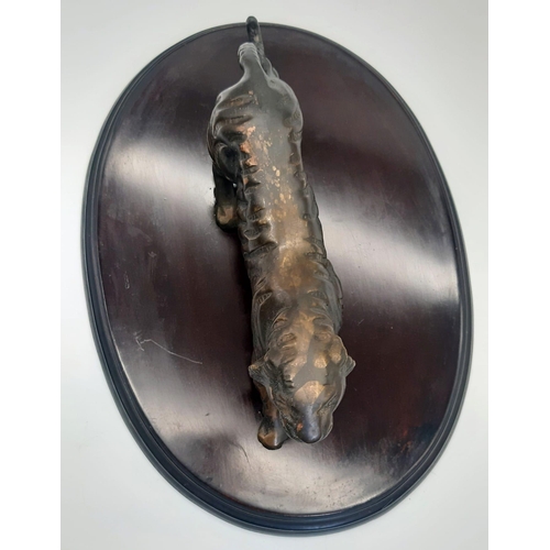 235 - A Fabulous Antique Large Bronze Figure of a Tiger - stands on a mahogany plinth -30cm. Tiger - 25cm ... 