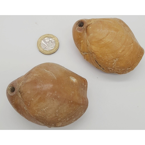 224 - Two fossil Brachiopods Terebratula ampulla (Brocchi 1814) from Northern Milos, Greece, of Pleistocen... 