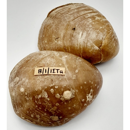 224 - Two fossil Brachiopods Terebratula ampulla (Brocchi 1814) from Northern Milos, Greece, of Pleistocen... 