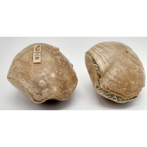 224 - Two fossil Brachiopods Terebratula ampulla (Brocchi 1814) from Northern Milos, Greece, of Pleistocen... 