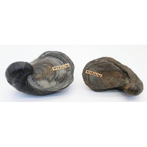 238 - A pair of fossil Gryphaea arcuate (Lamark 1801) of Lias, Jurassic age (205 – 180 million years old),... 