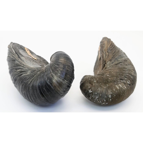 238 - A pair of fossil Gryphaea arcuate (Lamark 1801) of Lias, Jurassic age (205 – 180 million years old),... 