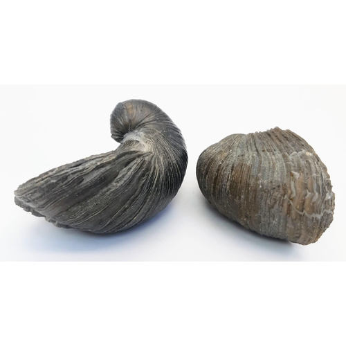 238 - A pair of fossil Gryphaea arcuate (Lamark 1801) of Lias, Jurassic age (205 – 180 million years old),... 