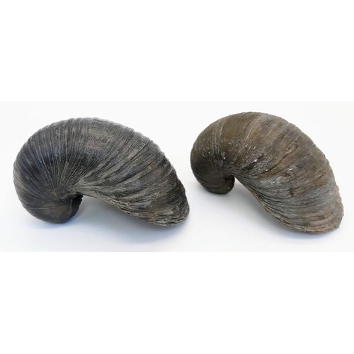 238 - A pair of fossil Gryphaea arcuate (Lamark 1801) of Lias, Jurassic age (205 – 180 million years old),... 