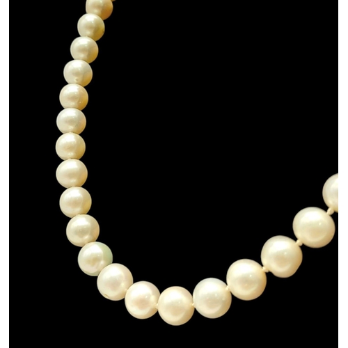 481 - A Natural Pearl Necklace with a 9K Yellow Gold Clasp. Pearls - 7/8mm. necklace length - 44cm.