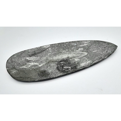 125 - A stunning example of a large fossil Orthoceras in its natural black limestone matrix. Age: Upper De... 