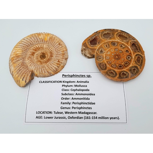 217 - An excellent specimen of Ammonite Perisphinctes sp. from Tulear, Western Madagascar, of Lower Jurass... 