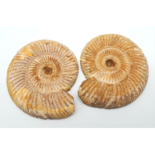 217 - An excellent specimen of Ammonite Perisphinctes sp. from Tulear, Western Madagascar, of Lower Jurass... 