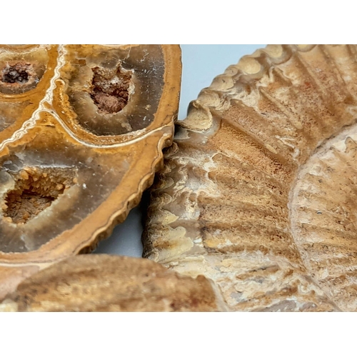 217 - An excellent specimen of Ammonite Perisphinctes sp. from Tulear, Western Madagascar, of Lower Jurass... 