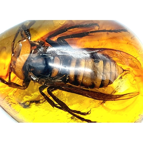 984 - Is it me, or since global warming are hornets getting bigger? Pendant or paperweight. 6cm