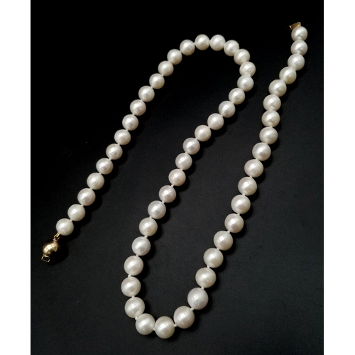 459 - A necklace strung with white cultured freshwater pearls - with a 9k yellow gold ball clasp. 42cm. Re... 