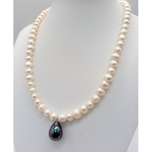 1082 - A Cultured Pearl Necklace With Multi-Coloured Pearl Shell Hanging Tear-Drop. Sterling silver clasp. ... 