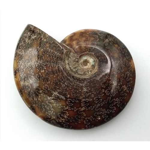 132 - A fine example of a large Ammonite Cleoniceras cleon from Madagascar of Albian, Lower Cretaceous (11... 