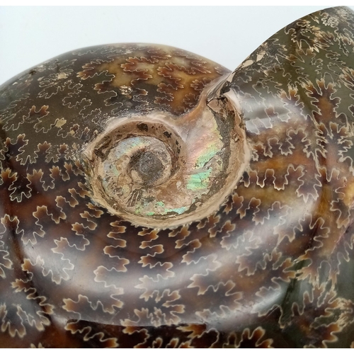 132 - A fine example of a large Ammonite Cleoniceras cleon from Madagascar of Albian, Lower Cretaceous (11... 