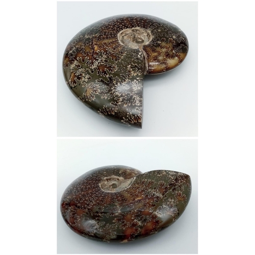 132 - A fine example of a large Ammonite Cleoniceras cleon from Madagascar of Albian, Lower Cretaceous (11... 