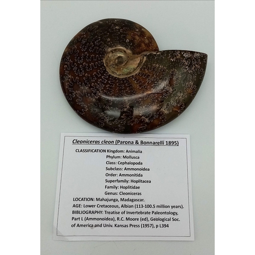 132 - A fine example of a large Ammonite Cleoniceras cleon from Madagascar of Albian, Lower Cretaceous (11... 