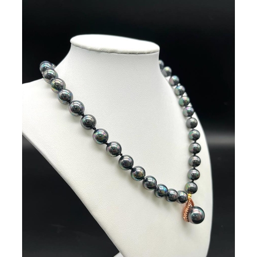 353 - A Metallic Grey South Sea Pearl Shell Necklace with Hanging Gilded Pendant and Clasp. Beads 10mm/14m... 