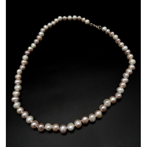 966 - A 44cms STRING OF PEARLS WITH A 14K GOLD CLASP .  34gms