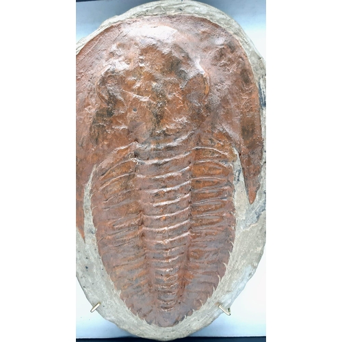 203 - A wonderful, gigantic trilobite Cambropallas tellesto (Geyer 1930) from Morocco of Middle Devonian a... 